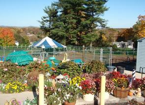 flowers next to playground panzies marigolds begonias tulips